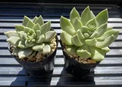 多肉植物　グラプトベリアセット　交配苗　実生