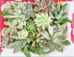 多肉植物 /カット苗 /寄せ植え/セダム/ブロンズ姫/ピンキー