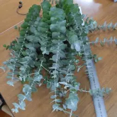 ユーカリ インテリア