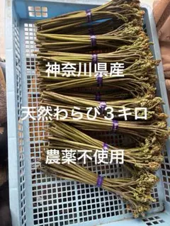 天然わらび３キロ　サービスでのびる、夏みかん、クレソン、藁灰等付属