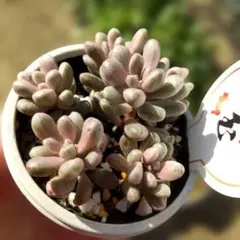 2026年最新】セダム 雫玉の人気アイテム - メルカリ