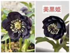 クリスマスローズ ブラックマジック 広瀬園芸 種 セルフ 3粒 - メルカリ