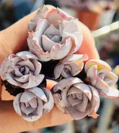 ppm様 ご専用　值引100円　おまけ付き　リクエスト 3点 まとめ商品