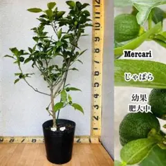 みかん苗 沖縄 タルガヨー 今からがベストシーズンですよ。 - メルカリ
