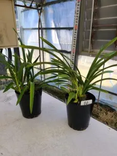 金陵辺。花芽2個。2鉢セット。蜜蜂誘引蘭。日本蜜蜂。キンリョウヘン