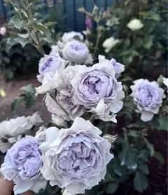 バラ苗 四季咲き　育てやすい挿し木苗 海外種