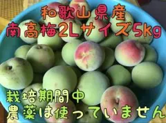和歌山県産南高梅2Lサイズ5kg 無農薬のサムネイル