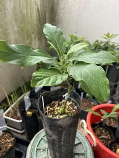 イランイラン　苗木　苗　7号ポット　観葉植物　レアプラント　香水の原料 イランイラン 苗木 6号ポット 観葉植物 レアプラント 香水の原料