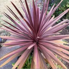 2025年最新】コルジリネレッドスターの人気アイテム - メルカリ