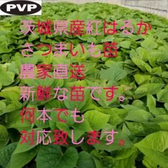 50本4月中旬発送分茨城県産紅はるかさつまいも苗ウイルスフリーバイオ苗