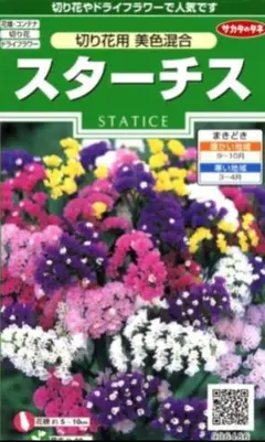2026年最新】スターチス 苗の人気アイテム - メルカリ