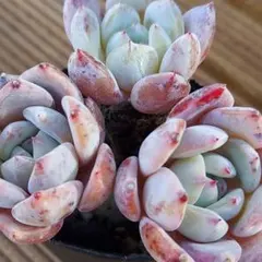 グレイス　✨断捨離中✨様 リクエスト 3点 まとめ商品