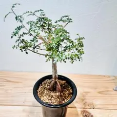 2025年最新】オペルクリカリア デカリーの人気アイテム - メルカリ