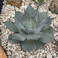 パリー　姫吉祥天　検索　陽炎　オリザバ　リップルエフェクト アガベ パリーハイブリッド 検 リップルエフェクト オリザバ 吉祥天