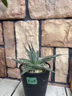 2025年最新】パープソラムの人気アイテム - メルカリ