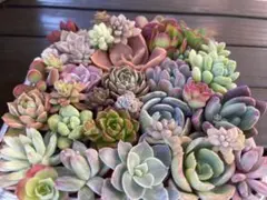 30種類以上エケベリアなど多肉植物カット苗寄せ植えに！