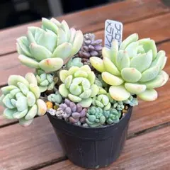 ☆つぶつぶ屋さん苗☆ざらめ☆ （スプリングワンダー×ケッセルリン