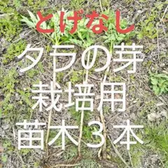 植え付け適期　栽培用　苗木３本　植え付け適期　トゲなしタラの芽のサムネイル