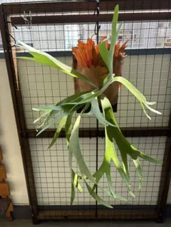 willinckii 極白 胞子培養 39 ビカクシダ コウモリラン - メルカリ