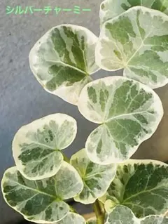 ミソス様 リクエスト 2点 まとめ商品