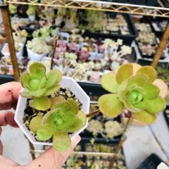 アドニス サンデルシー アエオニウム 多肉植物 抜き苗 - メルカリ