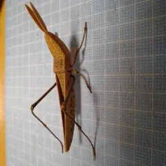 2026年最新】バッタ 標本の人気アイテム - メルカリ