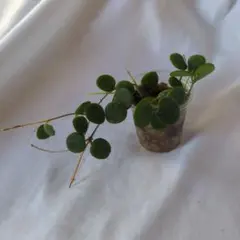 ホヤ セルペンスHoya serpens　3〜4株植えのサムネイル