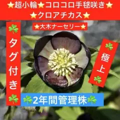 2026年最新】大木ナーセリーの人気アイテム - メルカリ