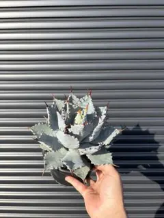 2026年最新】屈原の舞扇 甲蟹の人気アイテム - メルカリ