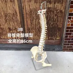 2025年最新】骨格模型 ドイツ製の人気アイテム - メルカリ