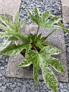希少】ヤツデ・スパイダーウェブ シンボルツリー 観葉植物 大型 約60cm 【希少】ヤツデ・スパイダーウェブ 約60cm シンボルツリー 観葉植物 大型 シェフレラ・ カポック