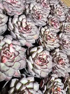 キューブ様 リクエスト 10点 まとめ商品