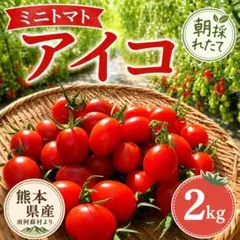 熊本県産 ミニトマト アイコ 2kg 朝採れ 熊本県産 ミニトマト アイコ 2kg 朝採れ - メルカリ