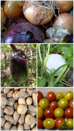 ミニトマトとみょうがセットのサムネイル