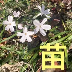 芝桜　白　苗のサムネイル
