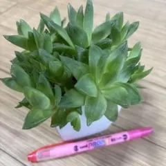ハオルチア　群生株のサムネイル