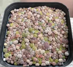 多肉植物　リトープス セット 15個