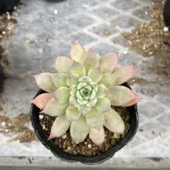 2025年最新】ヒアリナ ラパスの人気アイテム - メルカリ