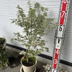 モミジ 黄八丈 イロハモミジ系 90cmもみじ 紅葉 カエデ 鉢植え 苗木