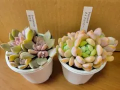 2025年最新】ぼのぼのさん苗 札付きの人気アイテム - メルカリ