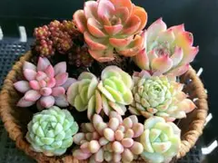 【日曜終了】人気種いろいろ④★抜き苗★エケベリア★多肉★多肉植物★寄せ植え★