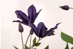 マスカットっとん様 速達　2点 まとめ商品