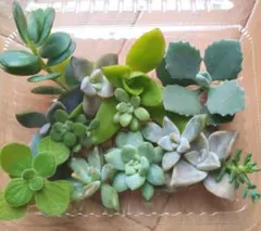 多肉植物　カット苗　詰め合わせ　寄せ植え①