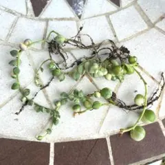 yoshi I様 リクエスト 4点 まとめ商品