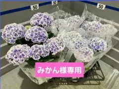 ☆ハイドランジア☆アジサイ☆ヨルノシラベ☆5号鉢☆希少☆ - メルカリ