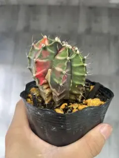 ギムノカリキウム 緋牡丹錦 サボテン 観葉植物斑入り抜き苗発送のサムネイル