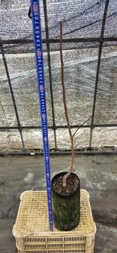 ぽぽー苗木現品実が付き6号鉢高約80cm5/4 ぽぽー苗木現品実が付き6号鉢高約80cm5/4 - メルカリ