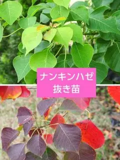 ナンキンハゼ　抜き苗　12センチ　　 白色の実　秋に紅葉のサムネイル