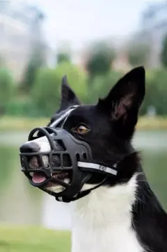 Item thumbnail for item 0888be83-09ce-4511-bc8e-cfc18e5cea1e