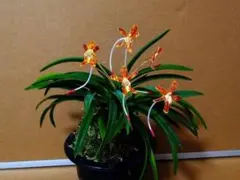 ♪余剰苗特売市♪】富貴蘭 朱天王白縞（覆輪に成って来た大きな開花株